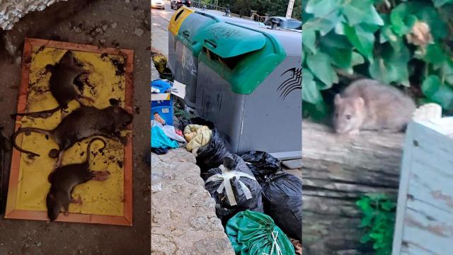 Alpedrete enfrenta una plaga de ratas insalubre: llegan hasta la cocina y dejaron al pueblo sin internet tras morder el cable