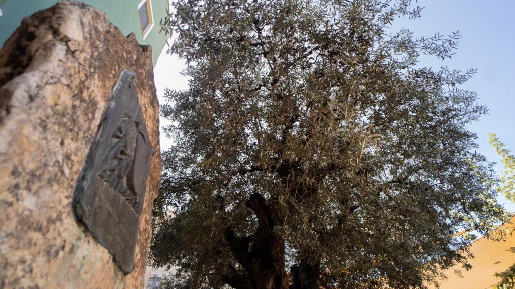 Plaza palmeras  Enguera