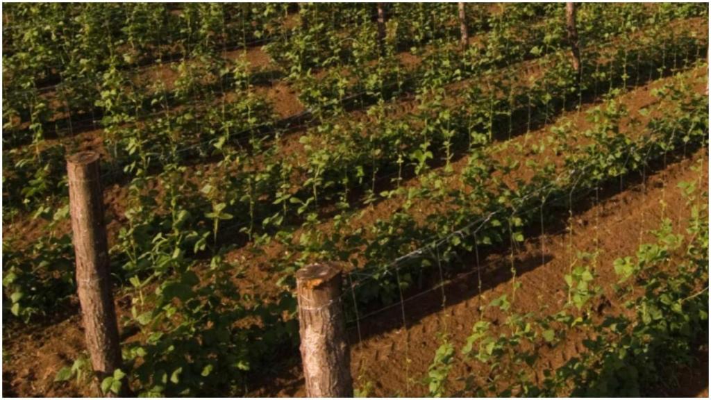 Siembra de las fabas entre los meses de mayo y junio.