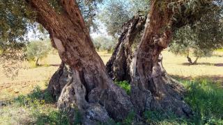 Vidabol recoge 20 millones de kilos de aceituna