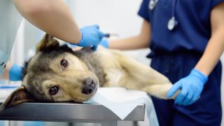 Veterinarios de Alicante alertan sobre el nuevo sistema de control de antibióticos: Pone en peligro a los animales