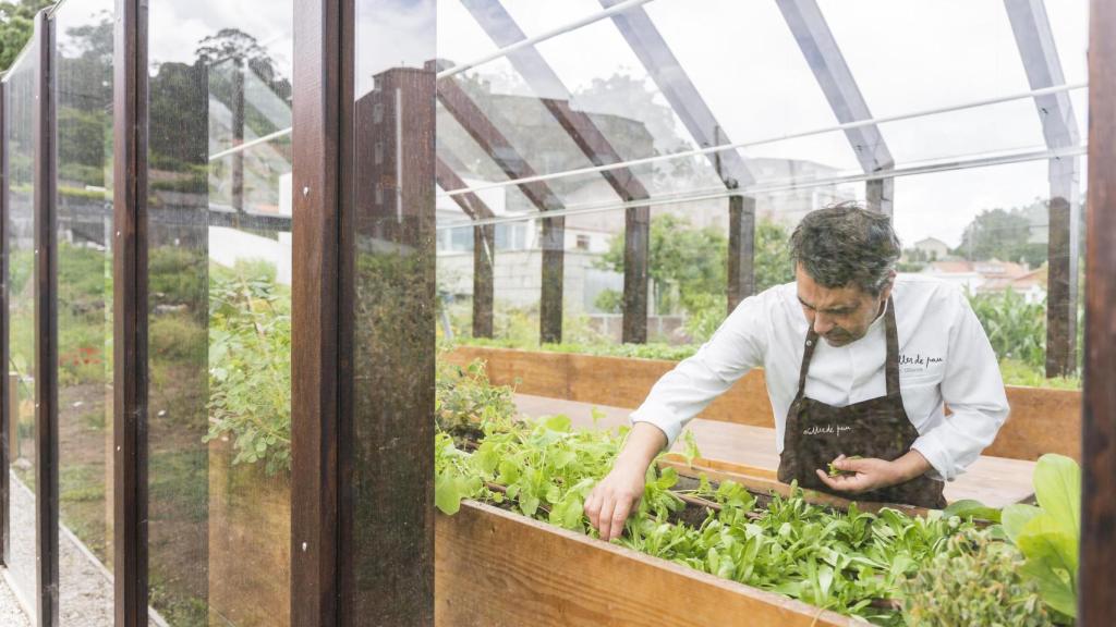 Javier Olleros recogiendo brotes frescos en el invernadero de Culler de Pau.