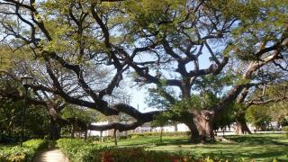 Un árbol centenario. Foto: Wikimedia Commons