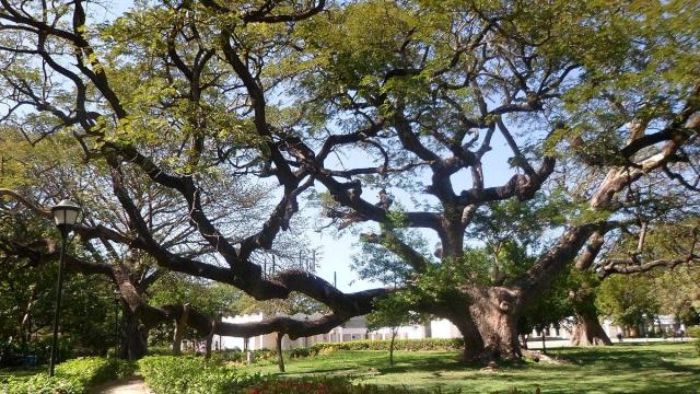 Un árbol centenario. Foto: Wikimedia Commons