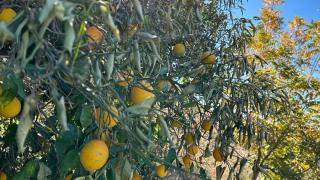 Imagen de archivo de cultivos del Valle de Guadalhorce.