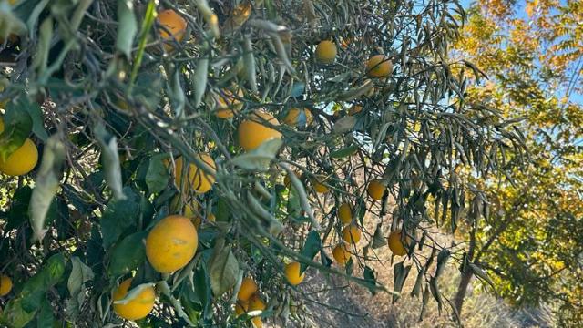 Imagen de archivo de cultivos del Valle de Guadalhorce.