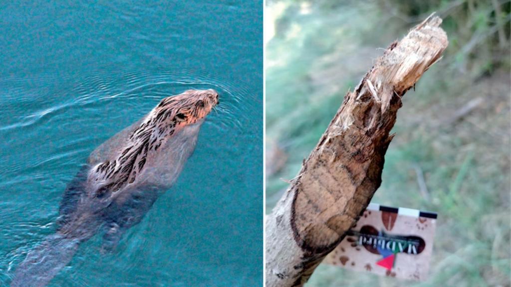 Fotografía de un castor en Tajo y señales de su presencia en las orillas de las ramas del río.