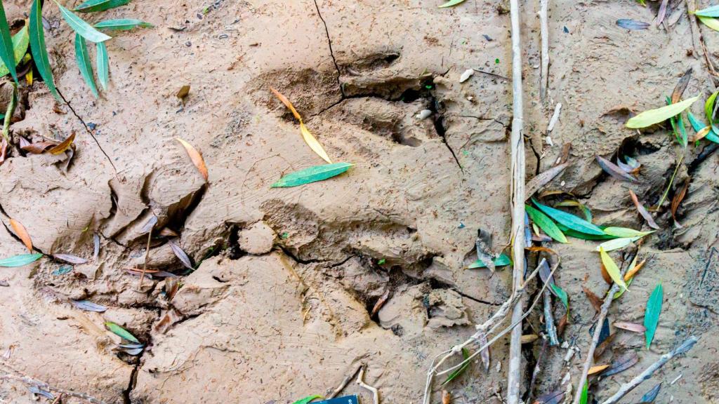 Rastro de huellas de un castor en el municipio jienense de Vados de Torralba.