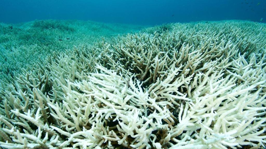 Coral blanqueado como consecuencia del cambio climático.