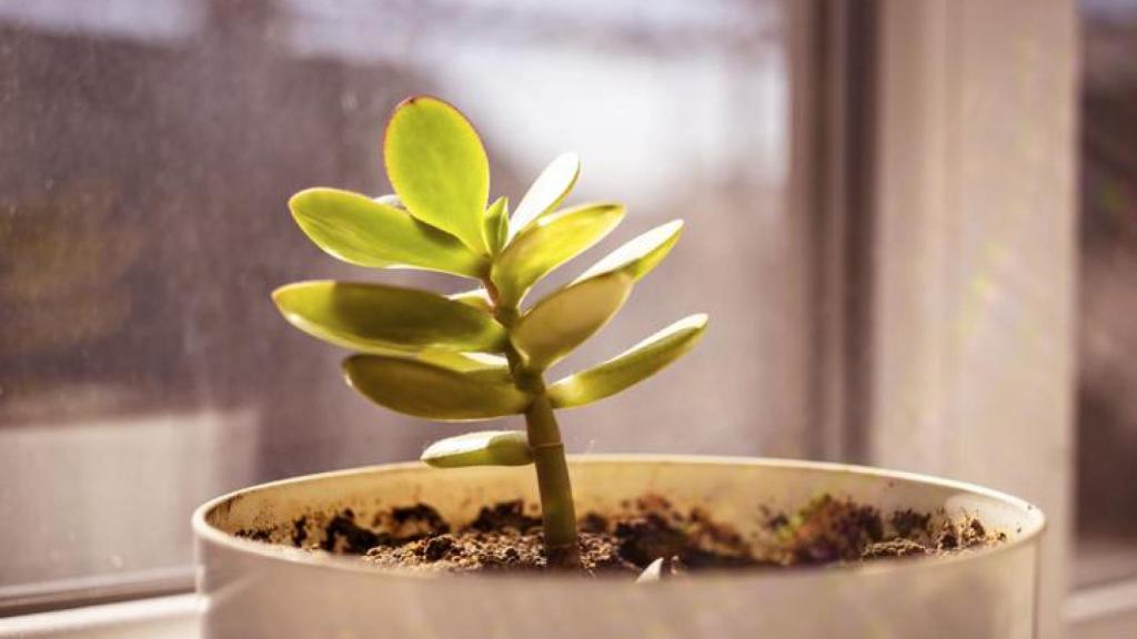 Imagen de archivo del árbol de Jade.