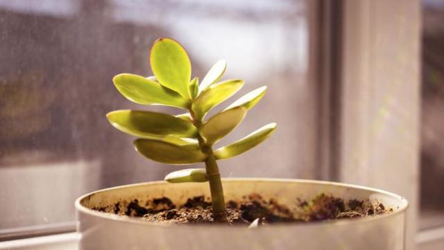 Imagen de archivo del árbol de Jade.