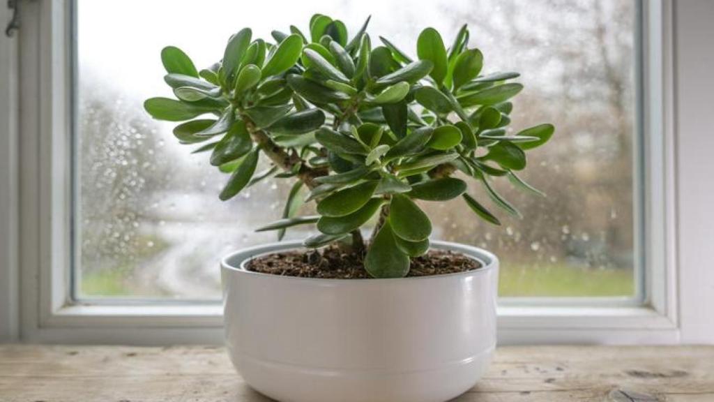 Imagen de archivo de un árbol de Jade.