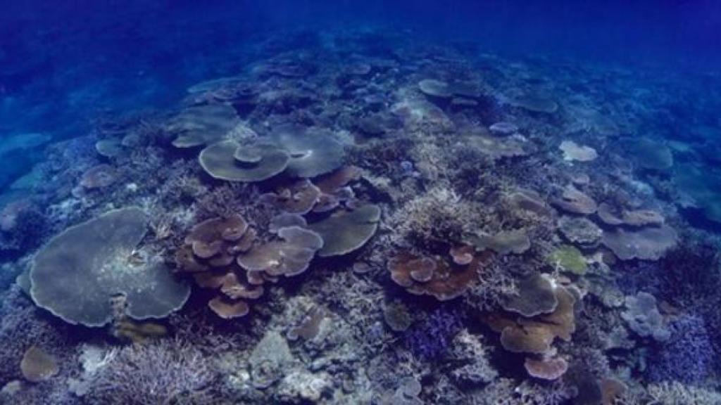 Un arrecife saludable dominado por corales Acropora en Palau, Océano Pacífico occidental.
