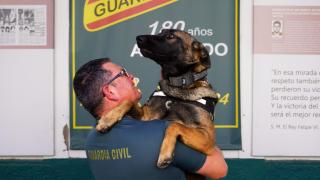 Uno de los perros entrenados de la Guardia Civil de Alicante junto a su guía.