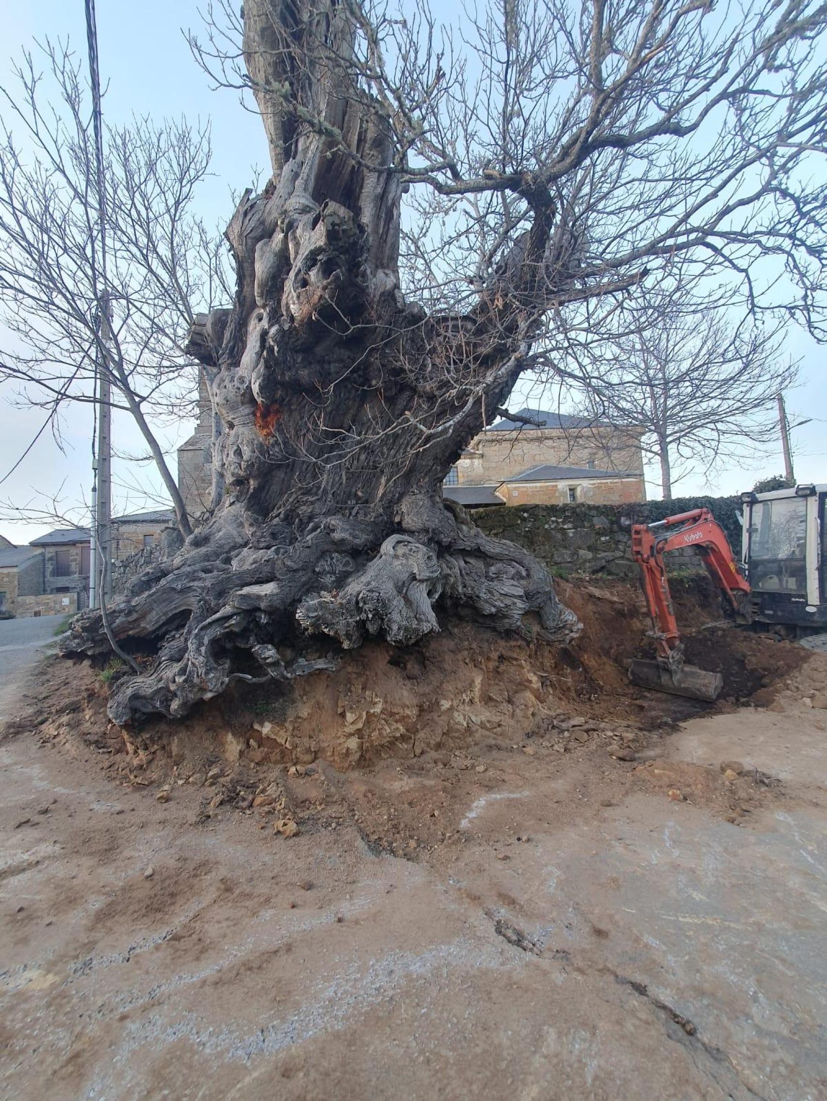 Imagen del castaño más longevo de Vime de Sanabria de más de 500 años