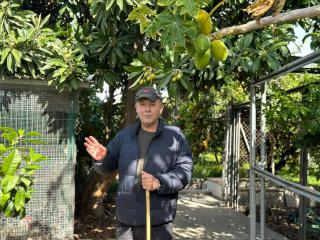 Vicente Todolí, el sabio que cambió La Tate por un jardín de cítricos: 500 especies, del limequat a la mano de Budha