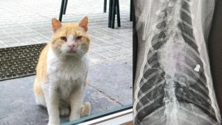 El gato Enricco y la bala encontrada en su cuerpo.
