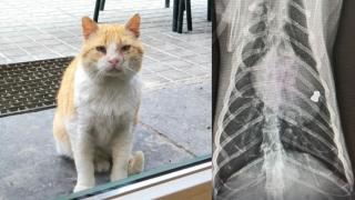 El gato Enricco y la bala encontrada en su cuerpo.