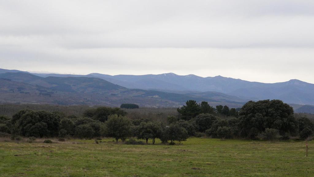 El zofreral de Cobrana (León), premiado como 'Bosque del año 2025', por la ONG Bosque sin Fronteras