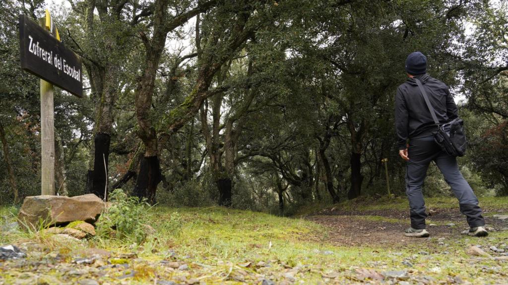 El zofreral de Cobrana (León), premiado como 'Bosque del año 2025', por la ONG Bosque sin Fronteras
