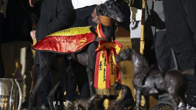 Morería de Suerte, la galga salmantina que se ha proclamado campeona de España
