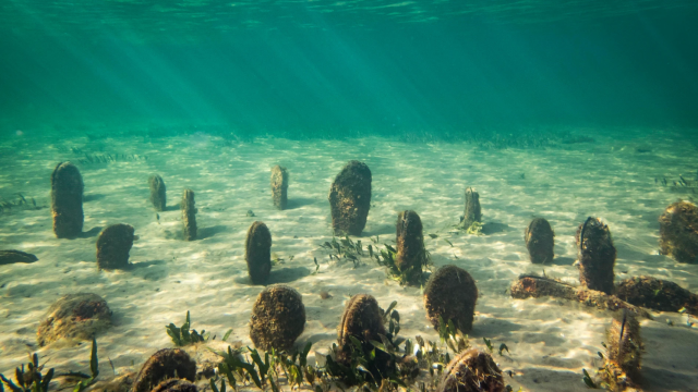 Una foto de archivo de varios ejemplares de nacra en el Mar Menor.