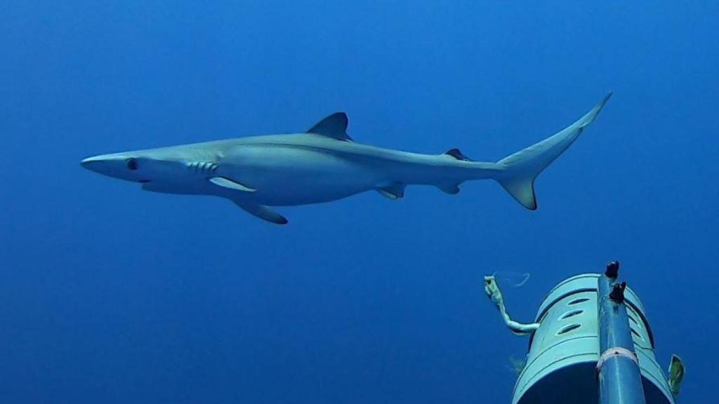 Avistamiento de tiburones en las costas tinerfeñas.