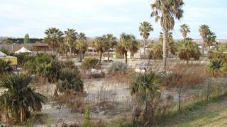 Las playas de Zaragoza ahora más parecidas a una selva tras el paso de los años y la falta de mantenimiento.
