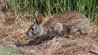 Imagen de archivo de un conejo.