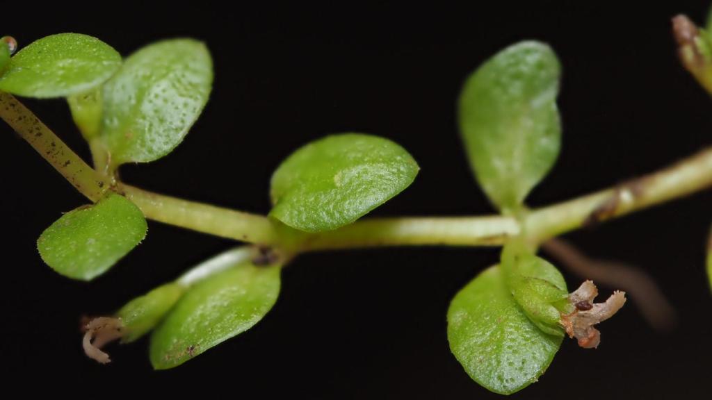 Hojas de la planta acuática Micranthemum glomeratum