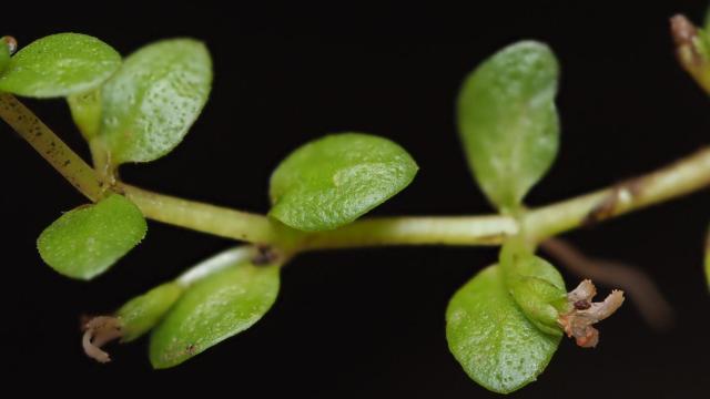 Hojas de la planta acuática Micranthemum glomeratum