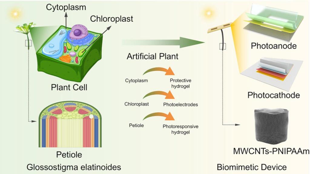 Esquema de diseño de la nueva hoja artificial