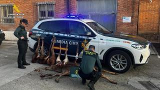 Cadáver de la cierva, patas y cornamentas requisadas a los cuatro cazadores sorprendidos en Palencia