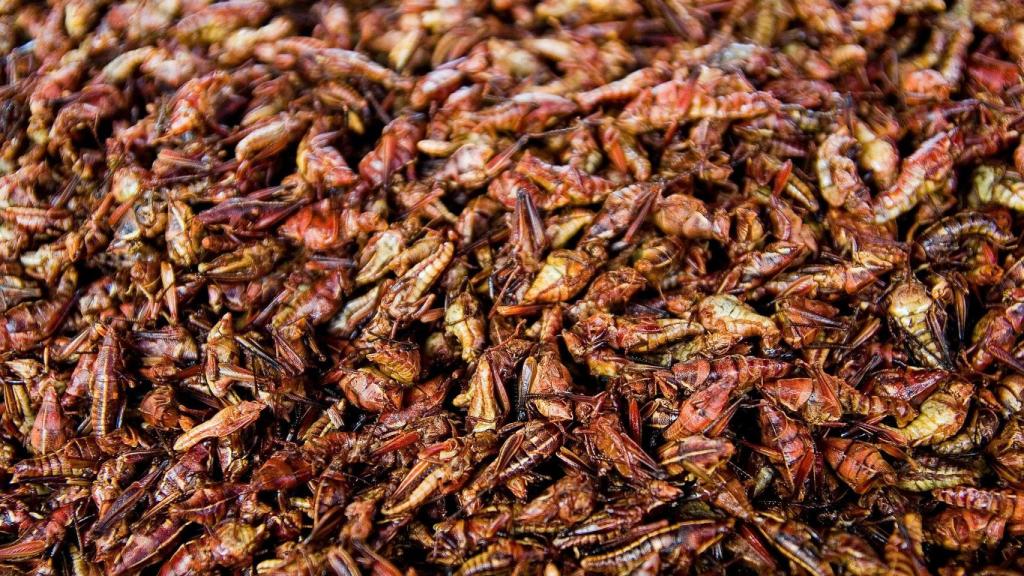 Saltamontes salteados