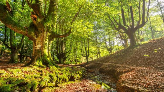 Bosque de hayas de Otzarreta en Parque Nacional de Gorbea, Álava (España).