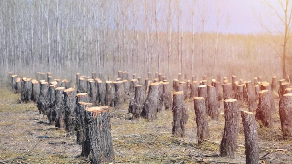 La deforestación y pérdida de hábitat es un factor principal en la pérdida de biodiversidad.