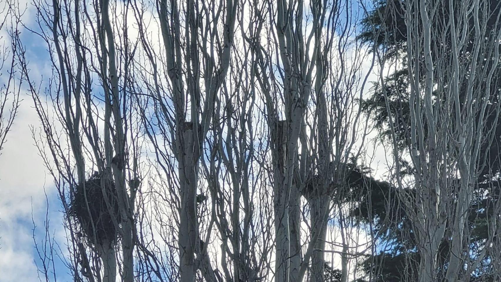 Otro de los nidos de cotorras en Coslada.