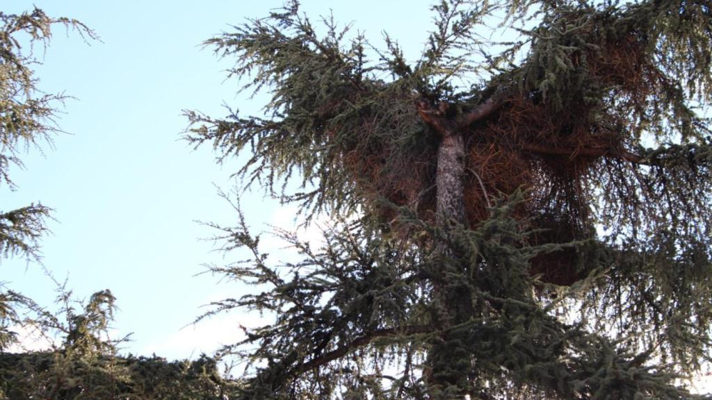 Un nido de cotorras de grandes dimensiones cerca del Ayuntamiento de Coslada.