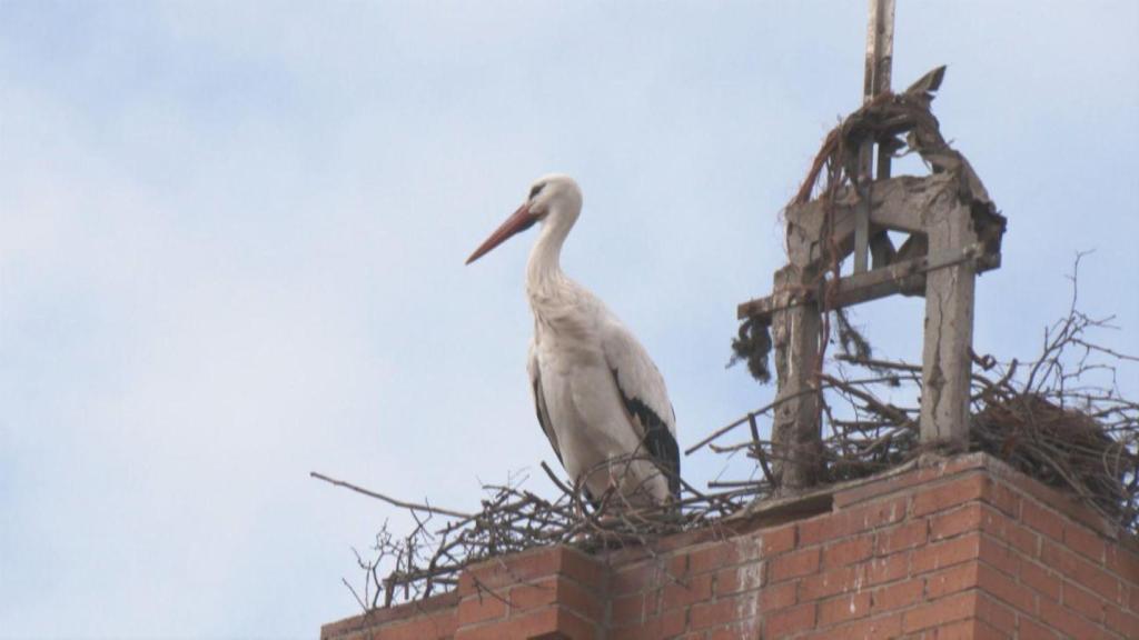 Nido de cigüeñas en una chimenea de Fuente el Saz.