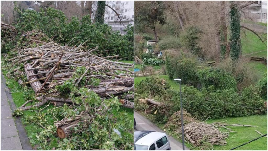 Árboles caídos tras la borrasca Herminia