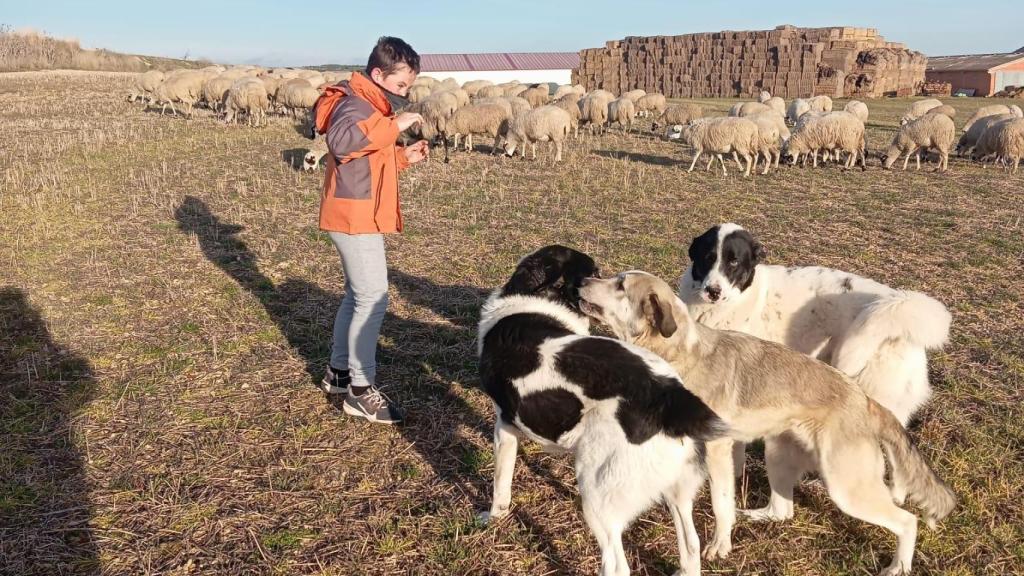 Los nuevos mastines de José Luis para defender el rebaño.