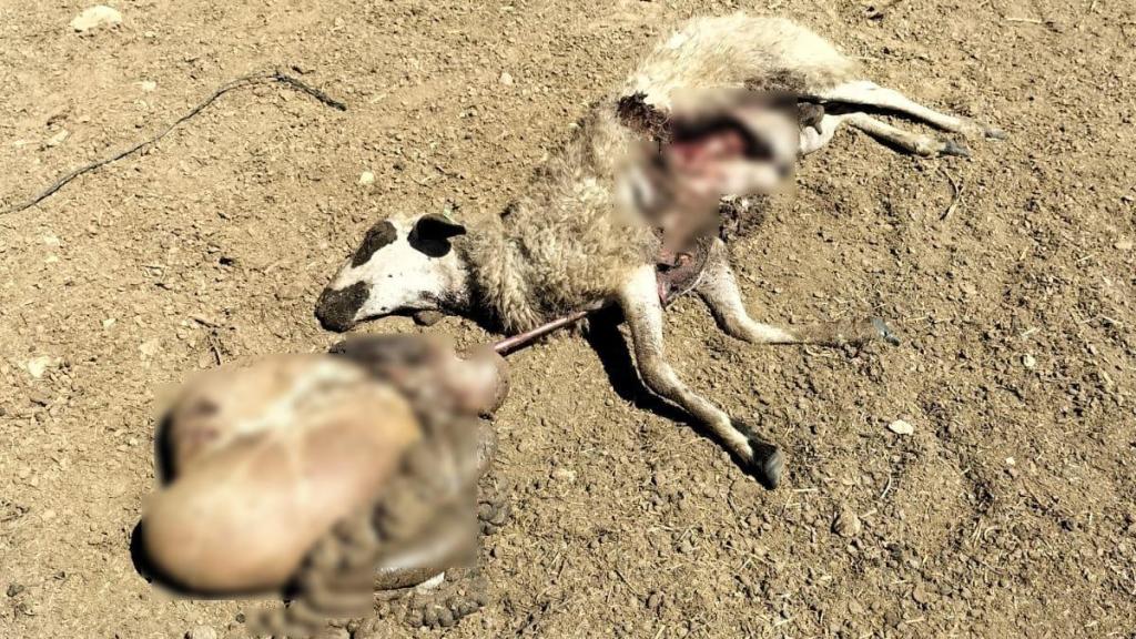 Una oveja abierta en canal.