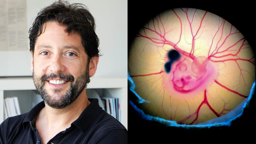 El investigador Fernando García-Moreno y el embrión de pollo creado en su laboratorio.