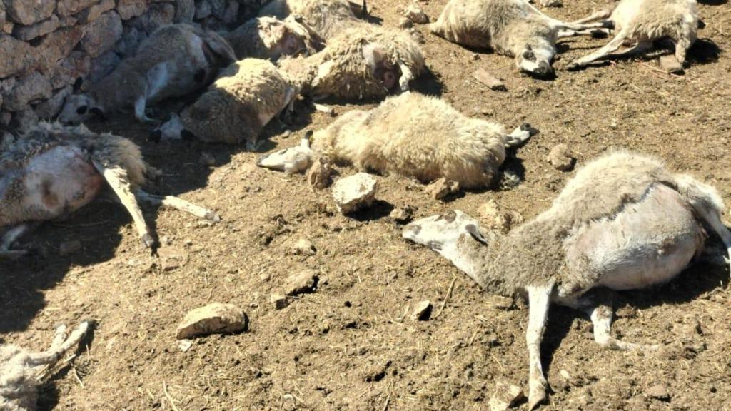 Los lobos mataron a 20 ovejas y luego murieron otras 17 más por las heridas.