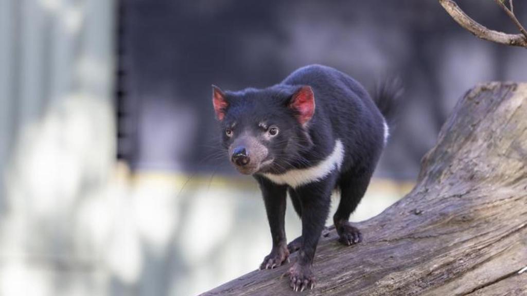 Demonio de Tasmania. Imagen de archivo.