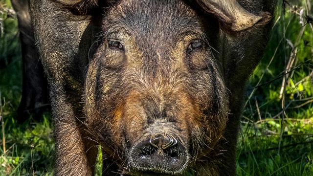 Cerdo ibérico.