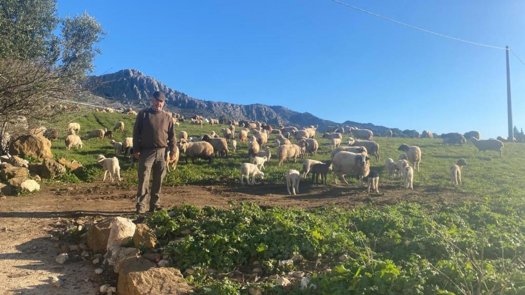 Rodrigo Mangana, de 68 años, con parte de sus ovejas, en su explotación ganadera.