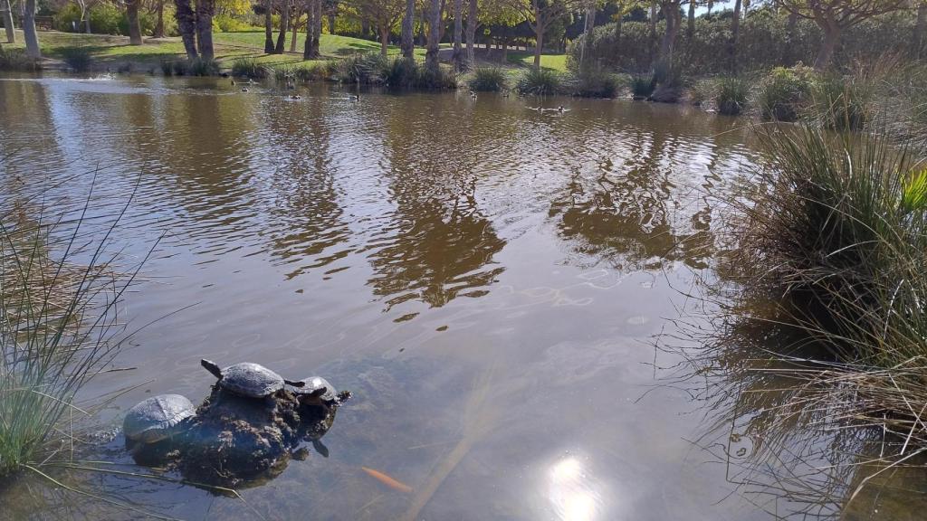 Tortugas del parque Sergio Melgares, Alicante.