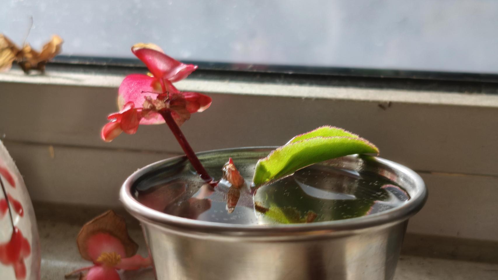 Imágenes tomadas con el POCO X7 Pro