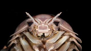 'Bathynomus vaderi', el nuevo superbicho encontrado en el mar.